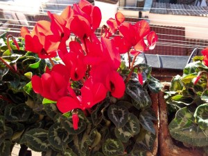 Hotel Colonna Palace de Roma (Natália Cagnani)