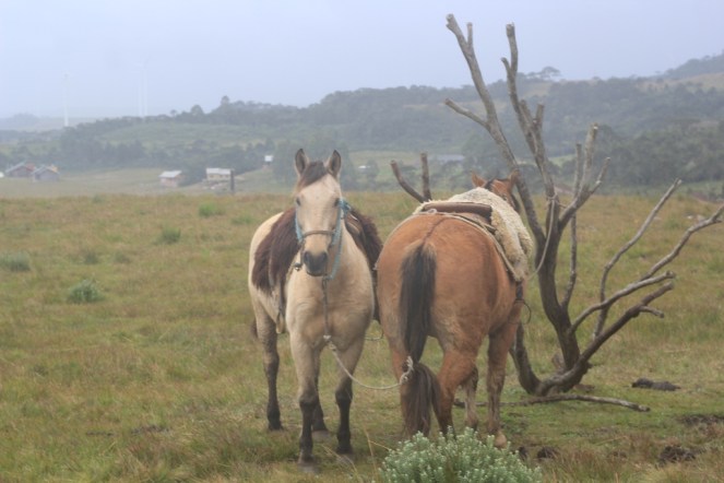 09_Viagem de carro pela Serra Catarinense (Natália Cagnani)
