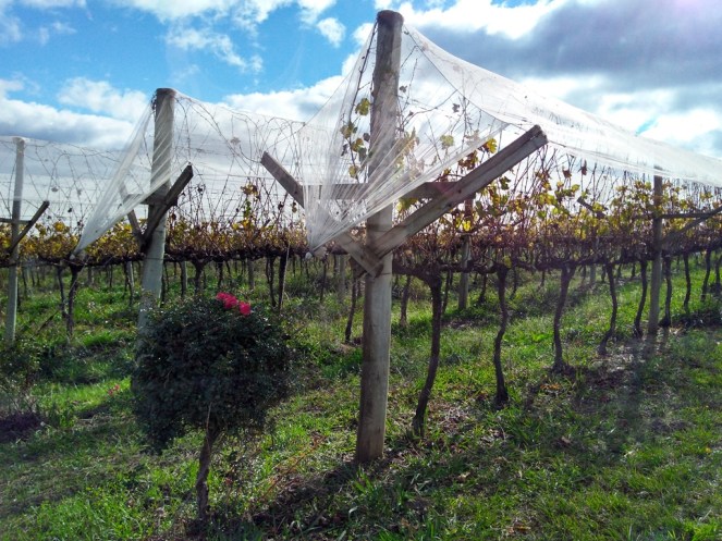 33_Visita à vinícola Villa Francioni, em São Joaquim (Natália Cagnani)