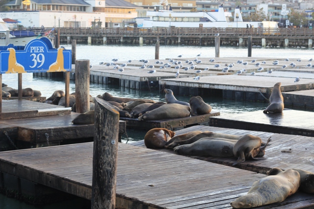 Pier 39 em San Francisco, Califórnia (Natália Cagnani)