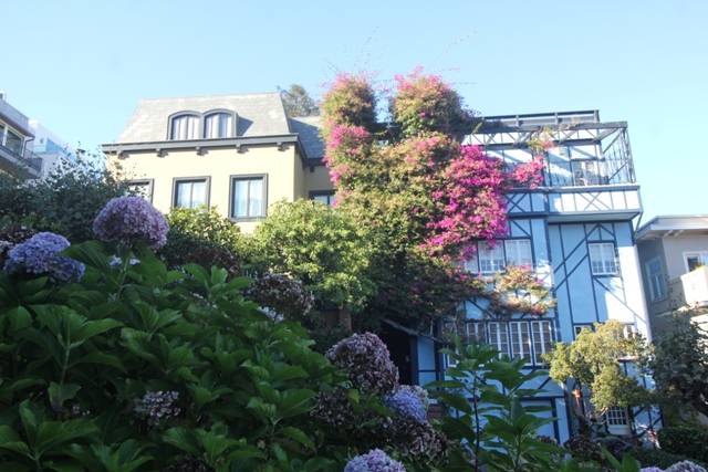 Flores, verde e muita vida em San Francisco (Natália Cagnani)