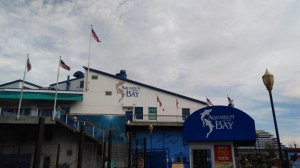 Aquarium of the Bay em San Francisco, Califórnia (Natália Cagnani)