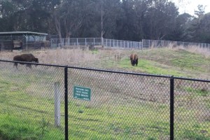 Bison Paddock no Golden Gate Park em San Francisco (Natália Cagnani)