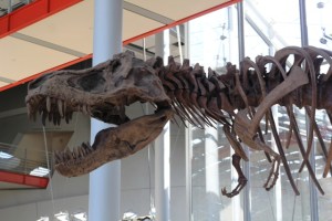 Museu de Ciências de San Francisco, na Califórnia (Natália Cagnani)