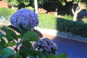 Lombard Street, a rua mais sinuosa de San Francisco Natália Cagnani)