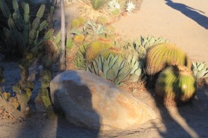 Cactus no Balboa Park em San Diego, Califórnia (Natália Cagnani)