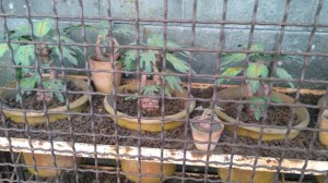 Harry Potter Universal Park de Los Angeles, Califórnia (Natália Cagnani)