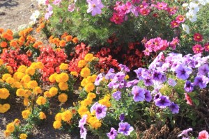 Quase chegando na ponte Golden Gate em San Francisco (Natália Cagnani)