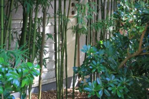 Japanese Tea Garden em San Francisco, Califórnia (Natália Cagnani)