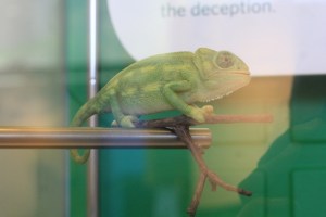 Museu de Ciências de San Francisco, na Califórnia (Natália Cagnani)