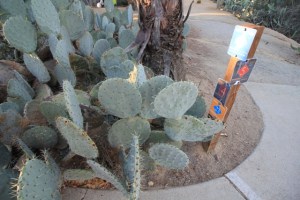 Cactus no Balboa Park em San Diego, Califórnia (Natália Cagnani)