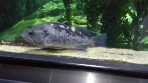 Aquarium of the Bay em San Francisco, Califórnia (Natália Cagnani)