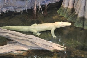 Museu de Ciências de San Francisco, na Califórnia (Natália Cagnani)