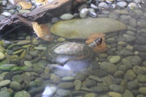 Museu de Ciências de San Francisco, na Califórnia (Natália Cagnani)