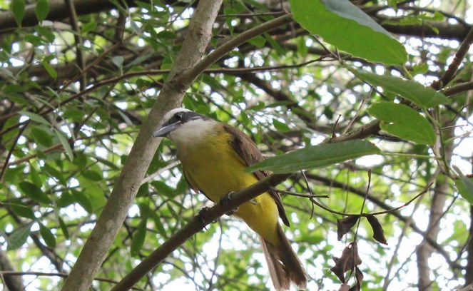 Bem-Te-Vi no Parque do Ingá (Adriano Lúcio on Flickr)