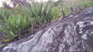 Morro do Moreno Vila Velha e Vitória ES (Natália Cagnani)