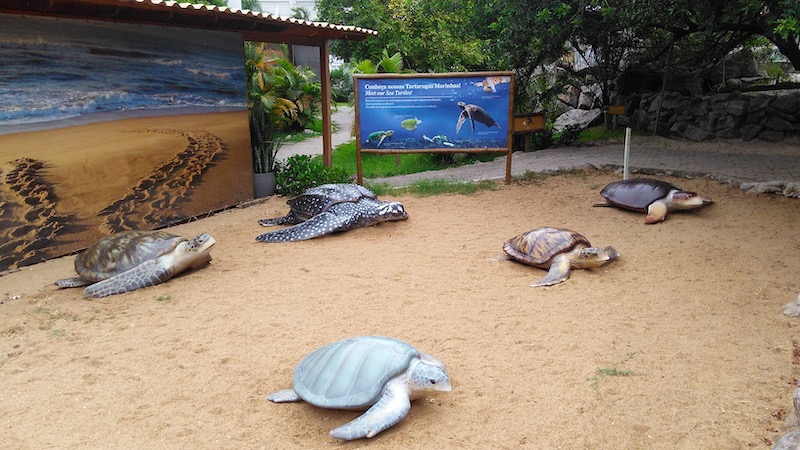 Projeto Tamar em Vitória