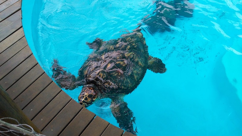 Projeto Tamar em Vitória