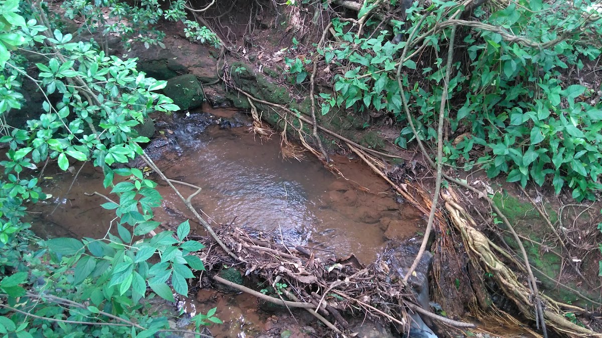 Área verde no Bosque em Águas da Prata (SP)