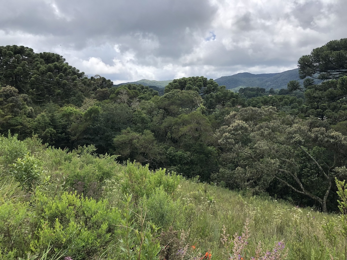 Caminho até o aeroporto mais alto do Brasil em Monte Verde