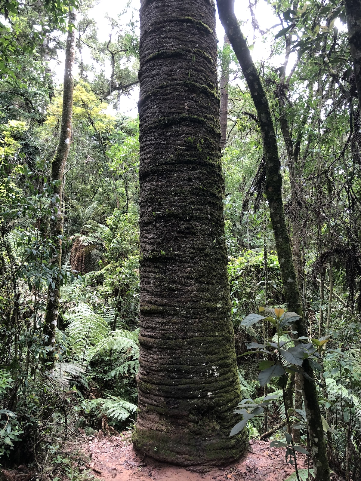 Trilha do Pinheiro Velho em Monte Verde