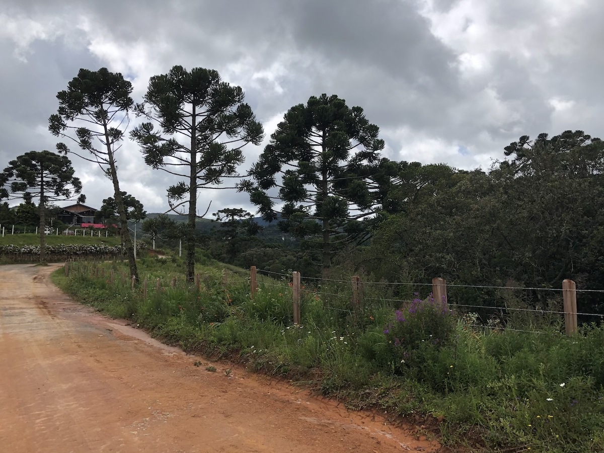 Caminho com araucárias até o aeroporto mais alto do Brasil em Monte Verde