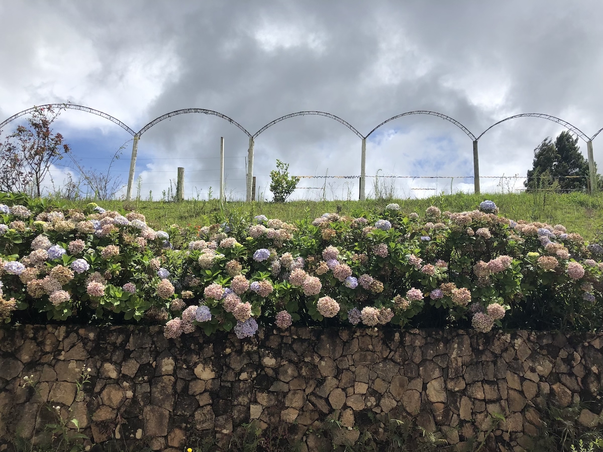 Caminho com hortênsias até o aeroporto mais alto do Brasil em Monte Verde