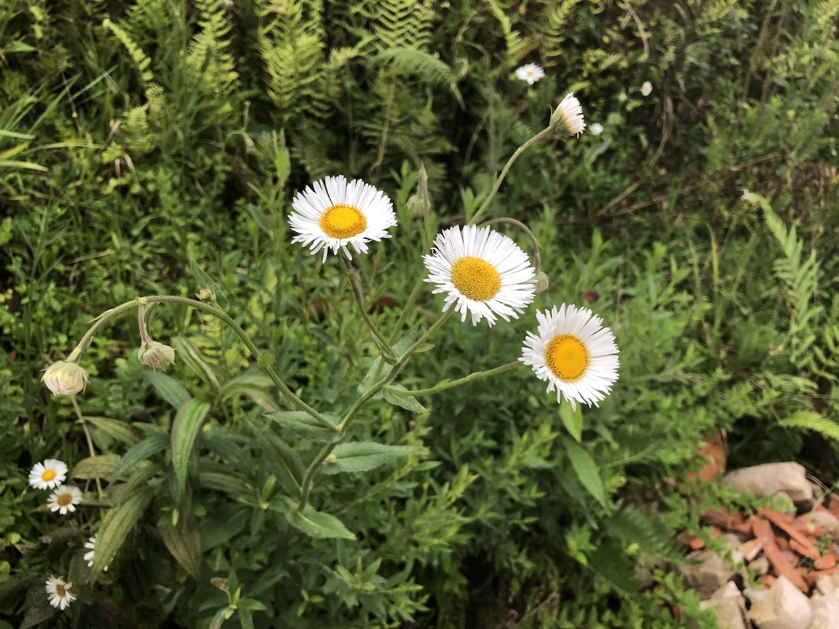 Flores no jardim em pousada no centro de Monte Verde