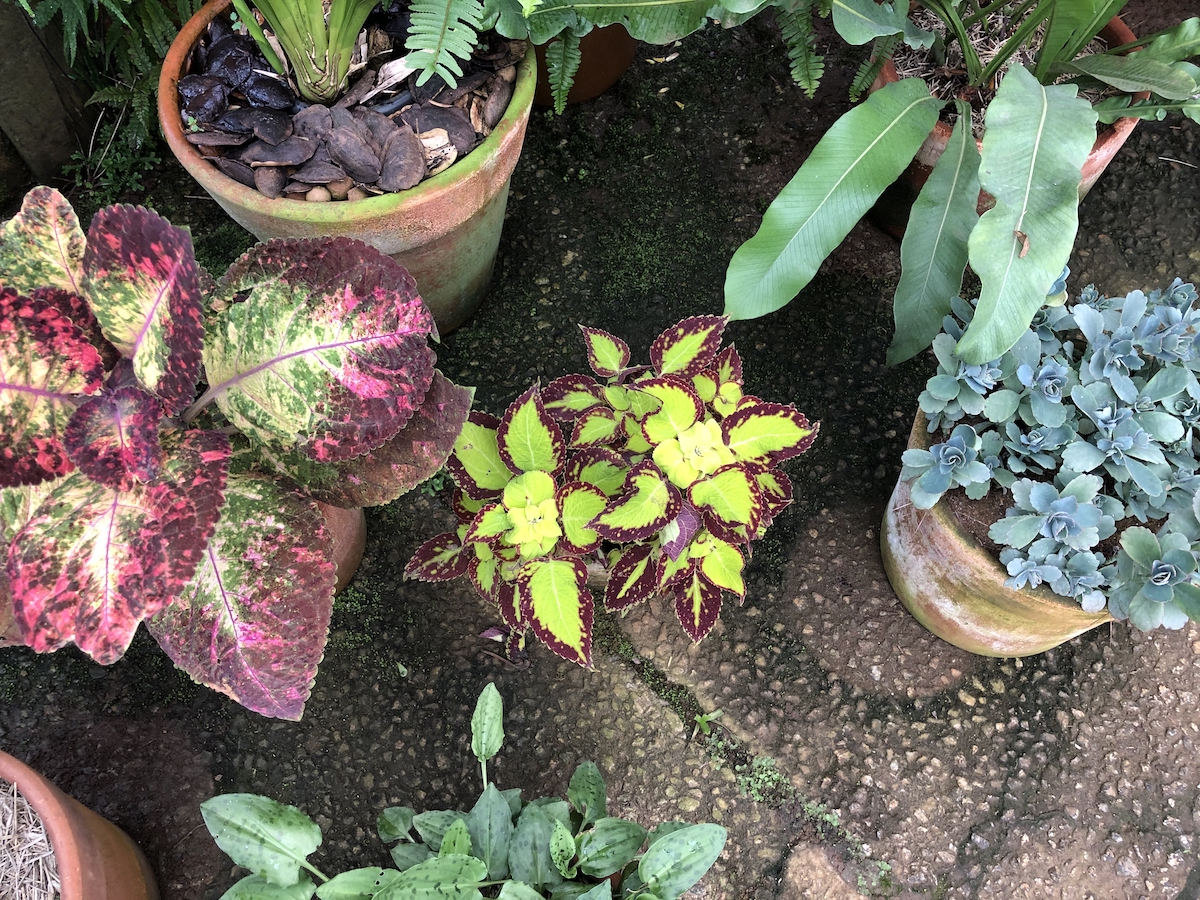 Estufa de plantas no Parque Amantikir em Campos do Jordão