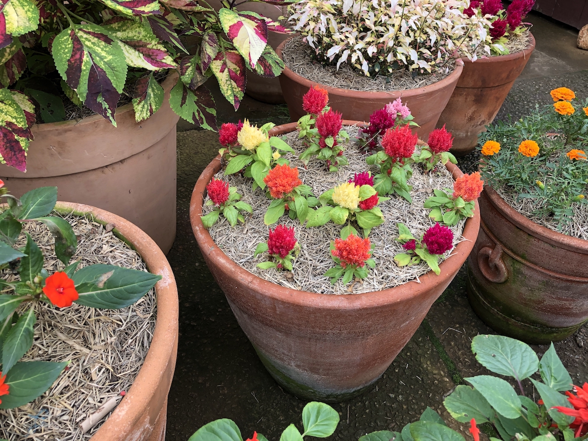 Estufa de plantas no Parque Amantikir em Campos do Jordão