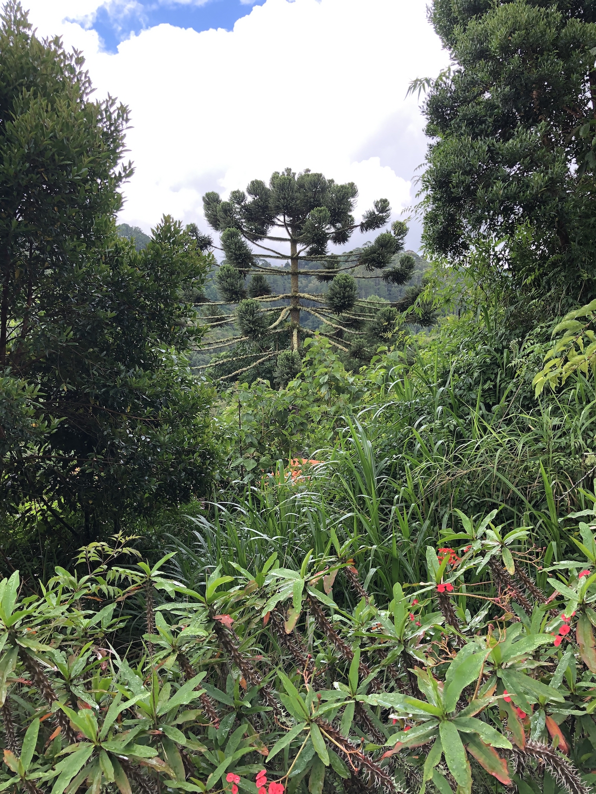 Jardins no Parque Amantikir em Campos do Jordão