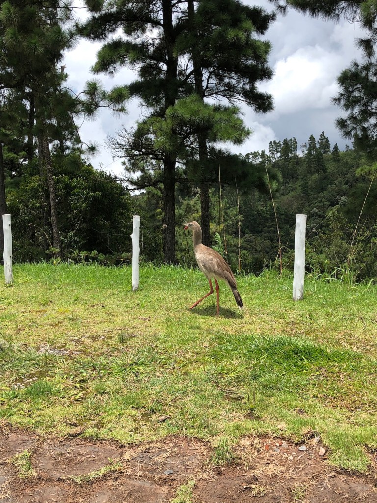 Pico do Itapeva em Campos do Jordão