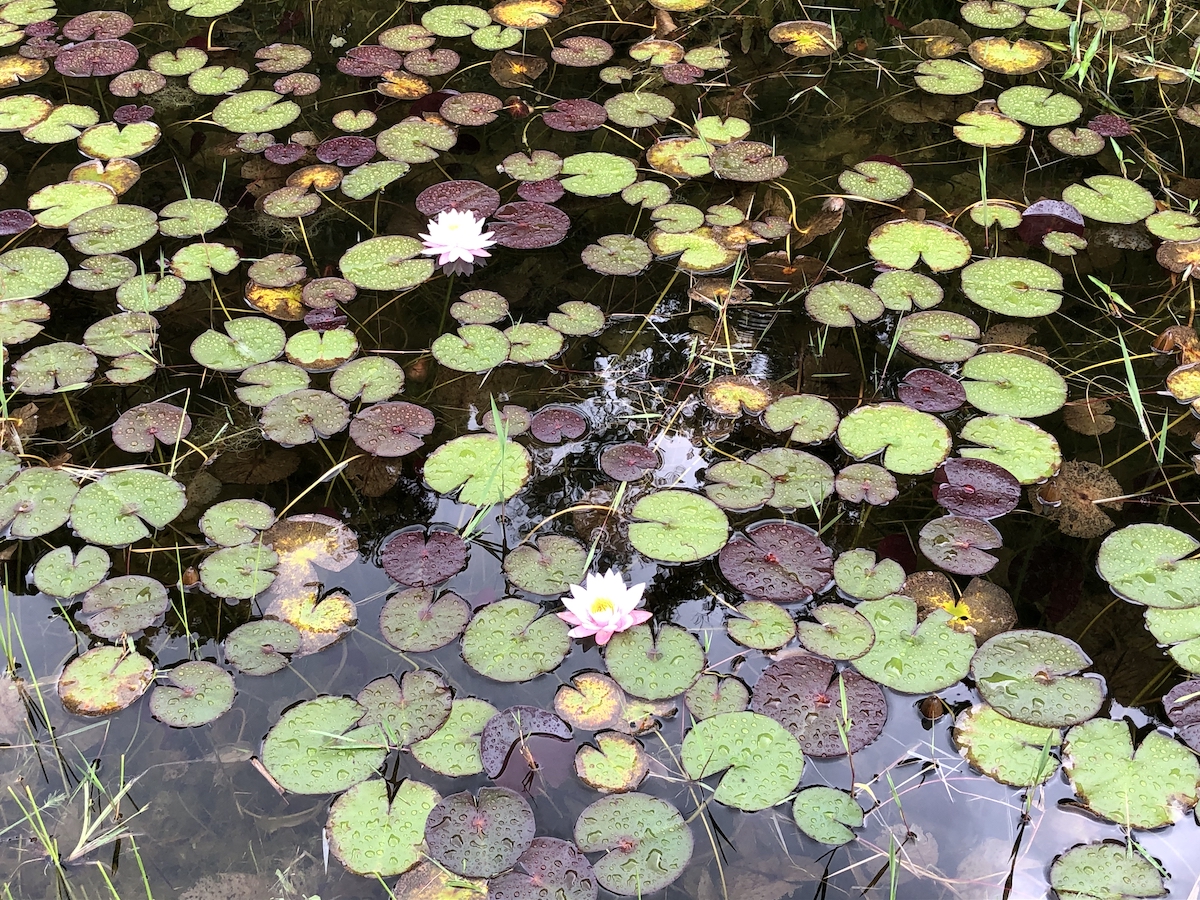 Jardins no Parque Amantikir em Campos do Jordão