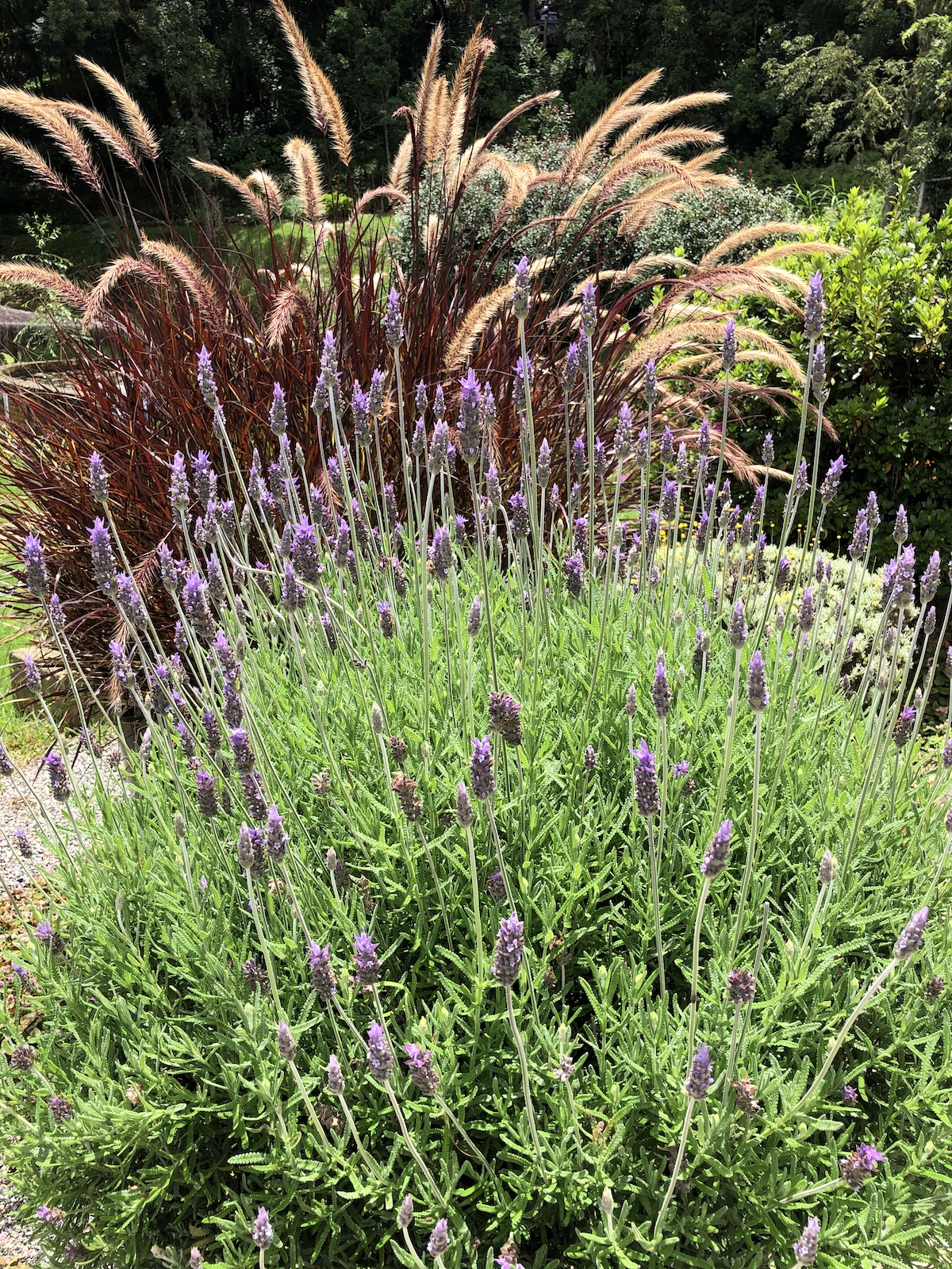 Jardins no Parque Amantikir em Campos do Jordão