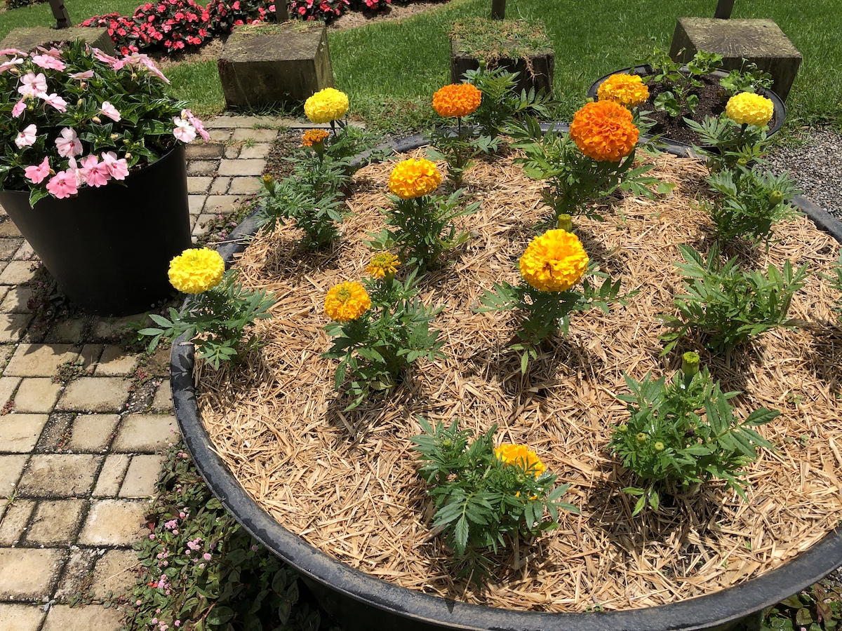 Jardins no Parque Amantikir em Campos do Jordão