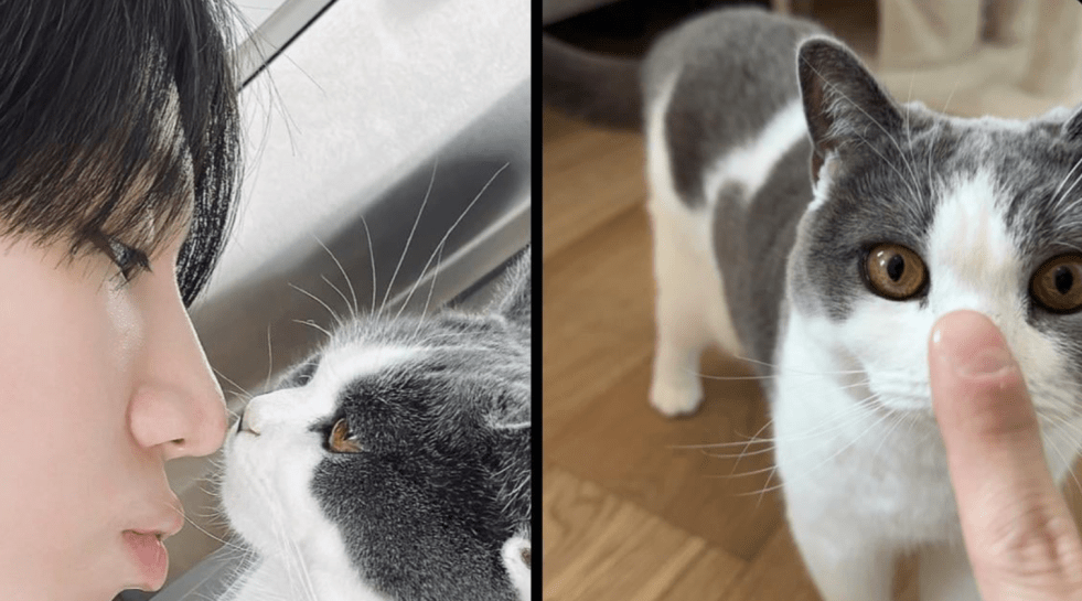 Taemin is back: close de Taemin do SHINee com um gatinho para marcar a contagem regressiva do seu retorno