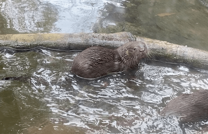 Projeto Lontra em Florianópolis com lontra olhando para a câmera na beira de um laguinho