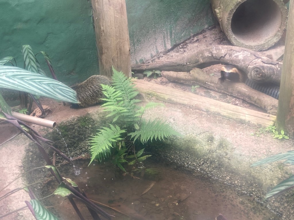 Furão do Projeto Lontra em Florianópolis olhando para a câmera