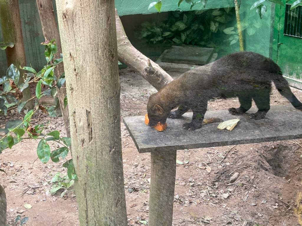 Irara do Projeto Lontra em Florianópolis comendo frutas