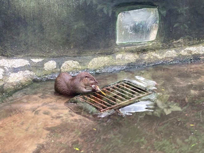 Lontra do Projeto Lontra em Florianópolis comendo peixe
