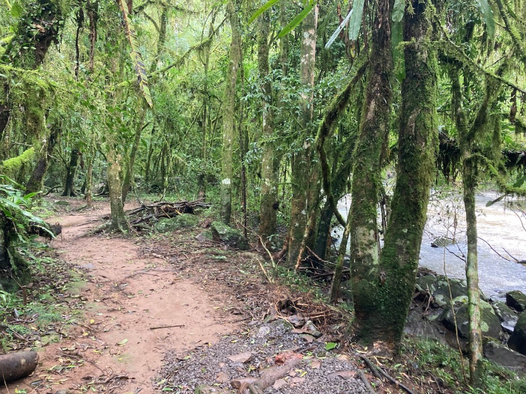 Trilha no meio da mata para o Pé da Cascata do Caracol em Canela, na serra gaúcha