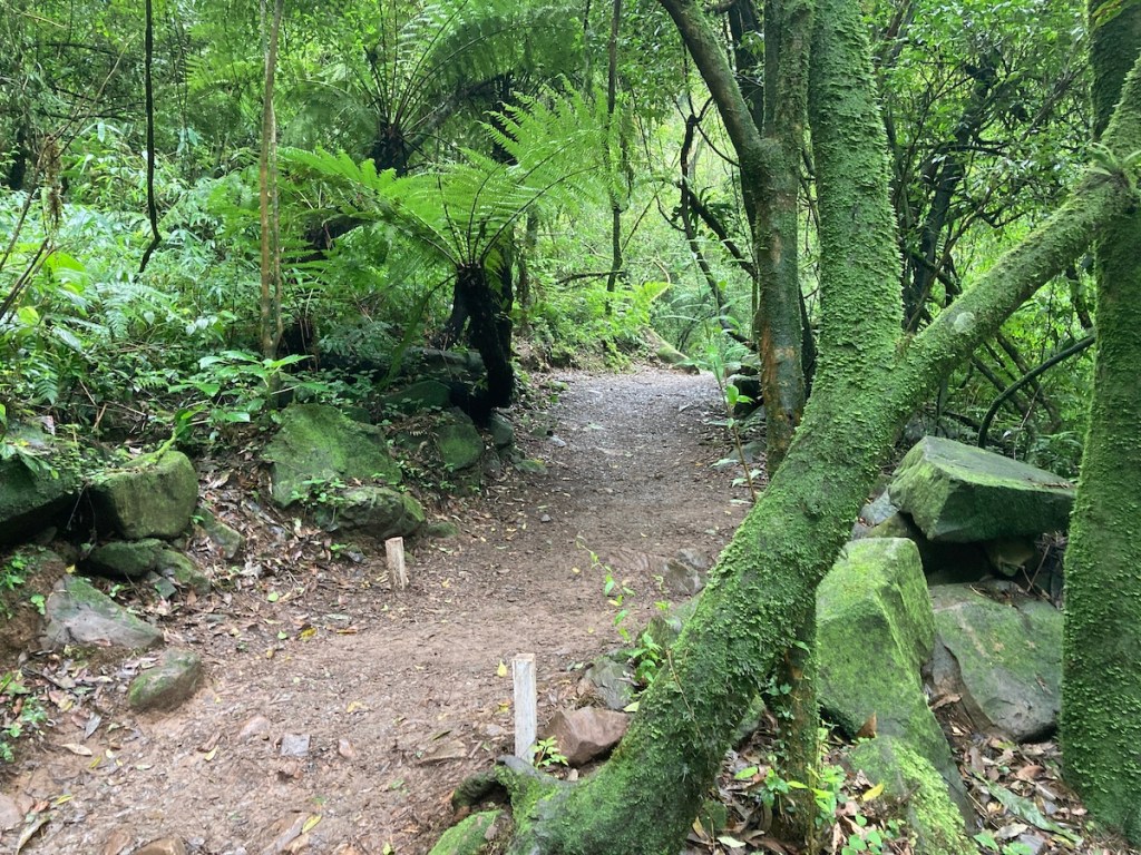 Trilha no meio da mata para o Pé da Cascata do Caracol em Canela, na serra gaúcha