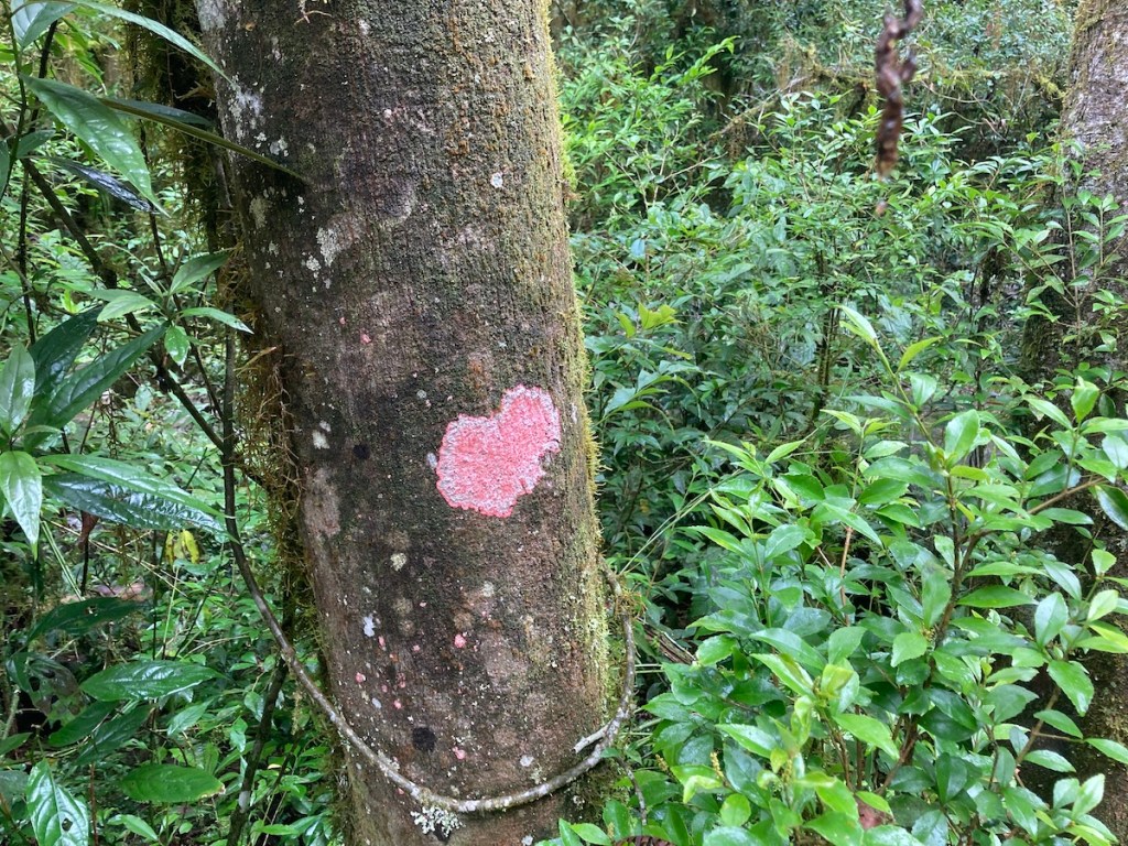 Desenho de coração em árvore na trilha do Pé da Cascata do Caracol em Canela, na serra gaúcha
