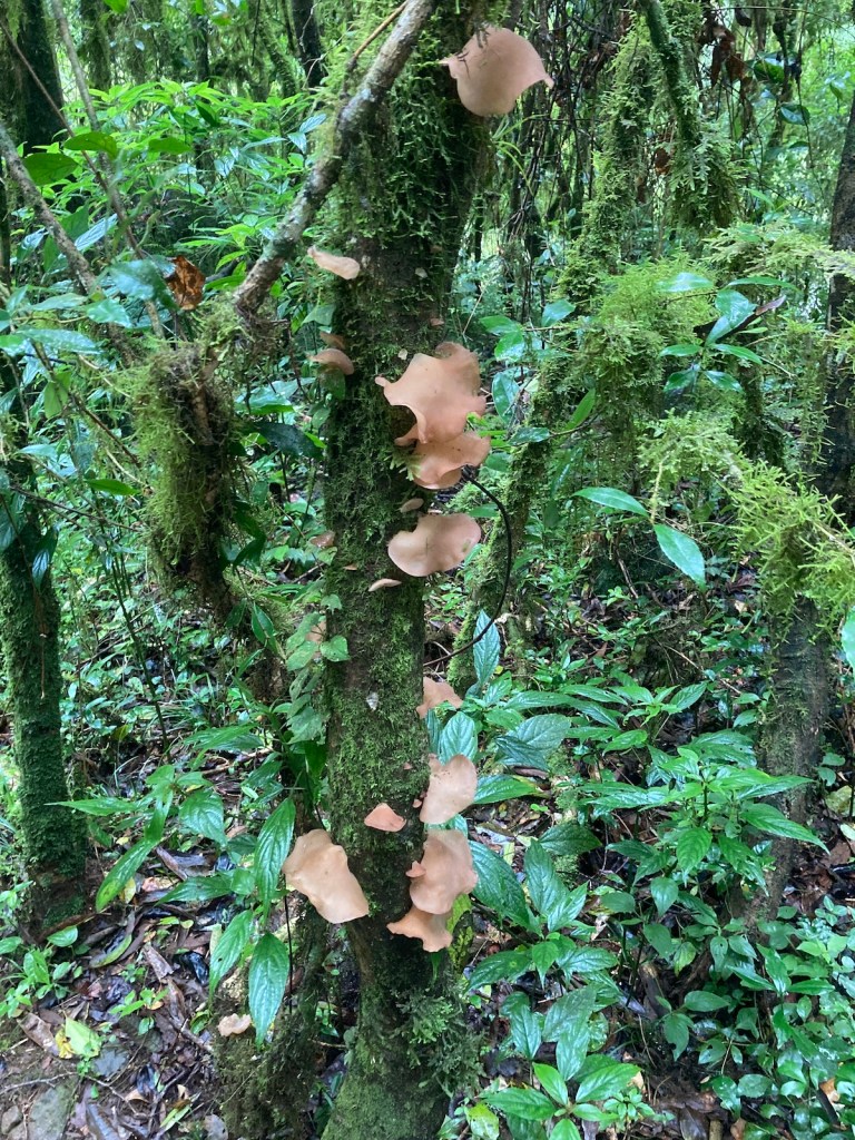 Cogumelos no tronco de árvore na trilha do Pé da Cascata do Caracol em Canela, na serra gaúcha