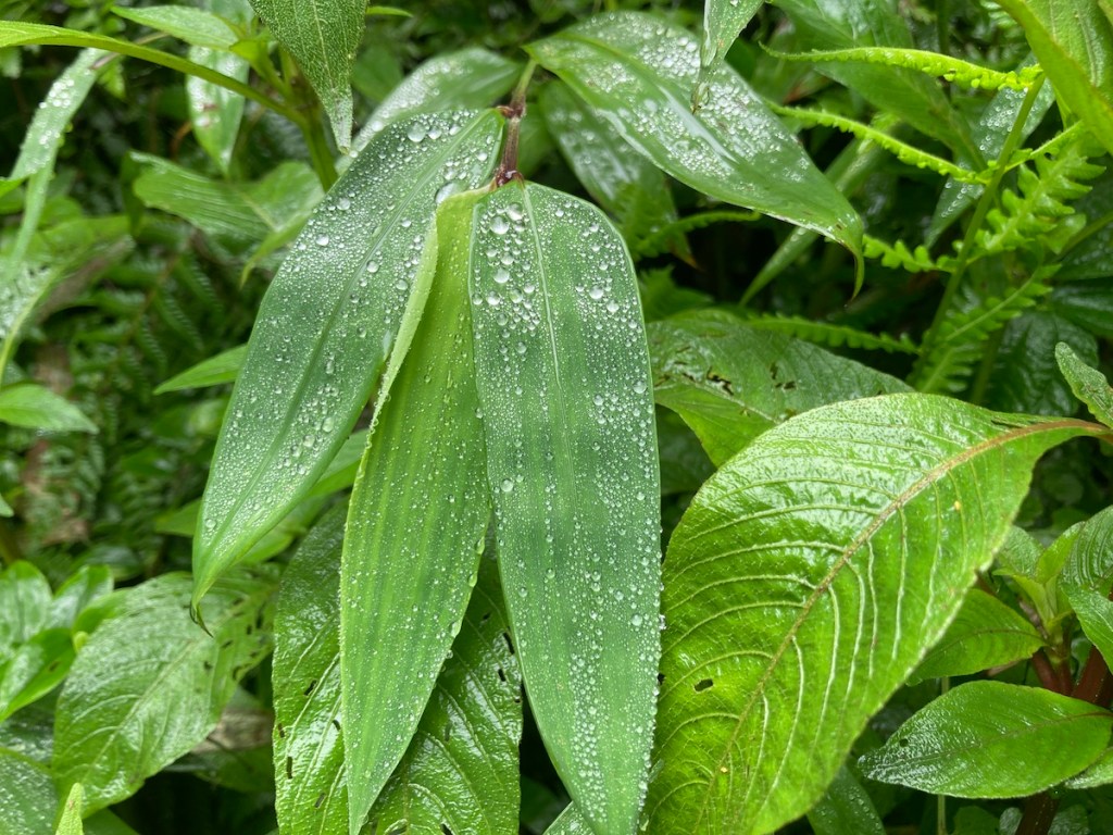 Gotas dde chuva em folhas na trilha do Pé da Cascata do Caracol em Canela, na serra gaúcha