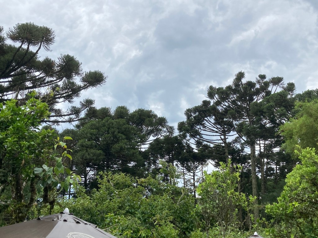Araucárias no quintal da Casa da Dona Ivonne no Pé da Cascata do Caracol