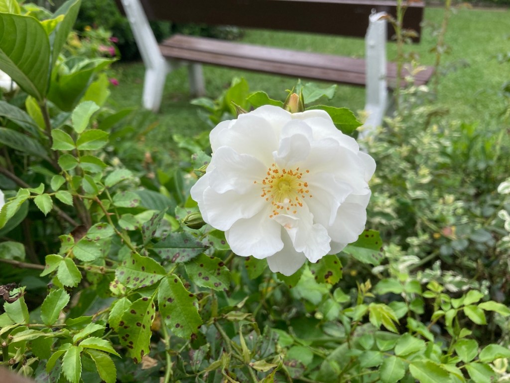 Close de flor branca no jardim da Casa da Dona Ivonne no Pé da Cascata do Caracol
