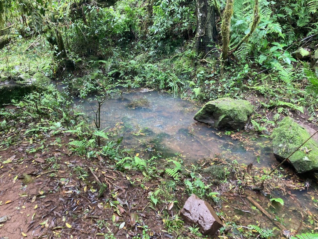 Trilha no meio da mata com poça e água formada pela chuva no caminho para o Pé da Cascata do Caracol em Canela, na serra gaúcha